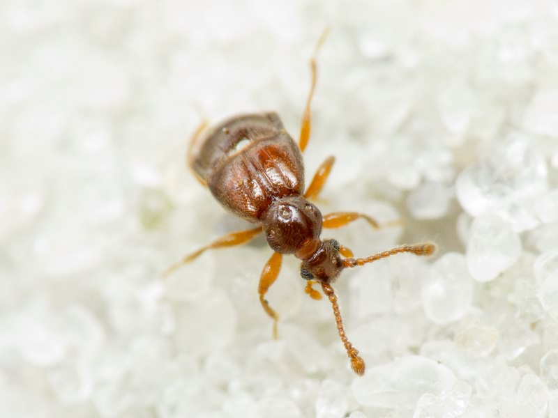 Brachygluta fossulata (Reichenbach, 1816)